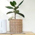 Air Purifiers vs. Air Ionizers: Which is Better for Your Home?